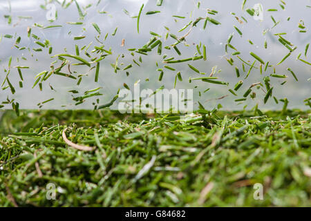 Primo piano macro Lens photo mostra talee d'erba in una borsa di plastica durante il quarto giorno del Wimbledon Championships all'All England Lawn Tennis and Croquet Club, Wimbledon. Foto Stock