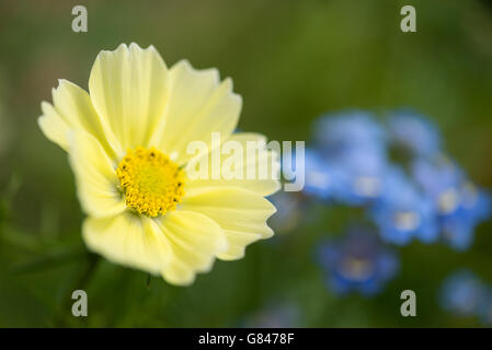 Cosmo giallo fiore con morbido e sfondo sfocato. Foto Stock
