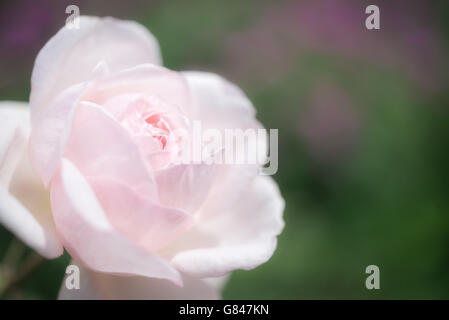 Close up di un soft rosa rosa con molti petali incandescente in estate il sole. Foto Stock