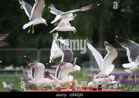 Gabbiani piombando giù a mangiare cibo da un tavolo da picnic. Foto Stock