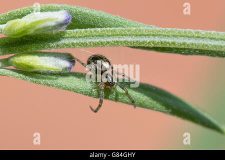 Settore mancante, Orb Web Spider Zygiella (x-notata) sulla Lavanda in erba. Foto Stock