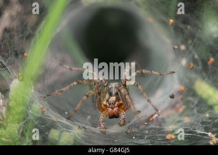 A labirinto o a imbuto spider web (Agelena labyrinthica) Foto Stock