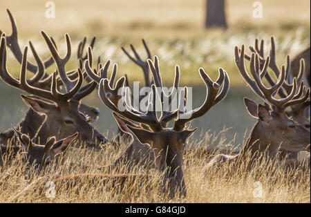 Red Deer stags (Cervus elaphus) di appoggio in erba lunga, in velluto con corna di cervo. Foto Stock