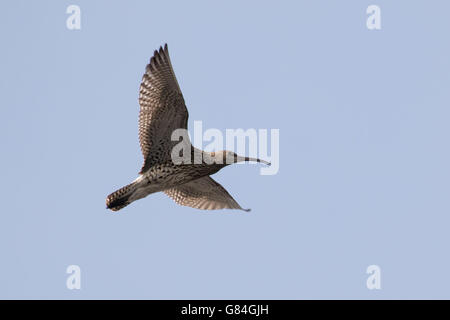 Eurasian curlew (Numenius arquata) chiamando e visualizzazione in volo. Foto Stock