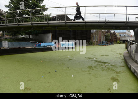 Alghe nel bacino di Paddington. Le alghe verdi riempiono il bacino di Paddington a Londra. Foto Stock