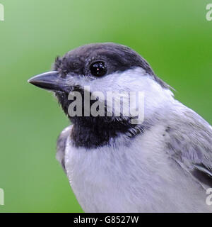 Primo piano di Carolina Luisa Poecile carolinensis wild songbird Foto Stock