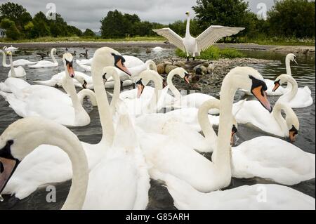 LEGO sculture a WWT Slimbridge Foto Stock