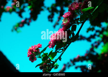 Albero di biancospino in fiore. Foto Stock