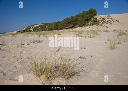 Dune di sabbia usurpare su alberi di pino ma alcuni recolonisation sulla spiaggia Duna del Pyla Francia meridionale Foto Stock