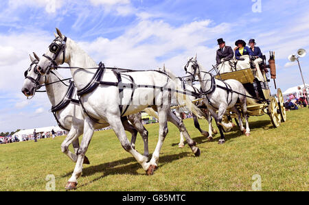 Essex Heavy Horse Show - Londra Foto Stock