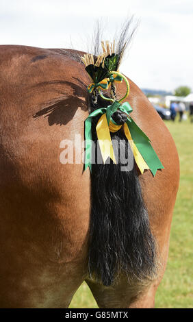 Essex Heavy Horse Show - Londra Foto Stock