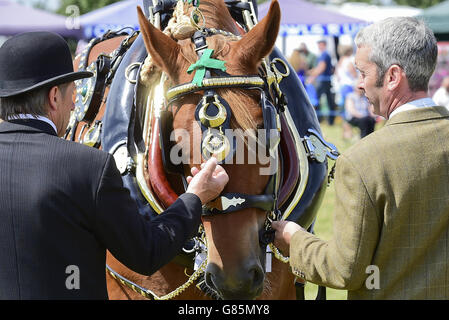 Essex Heavy Horse Show - Londra Foto Stock