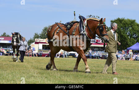 (530) Lagan Oswald è giudicato nella classe di imbracatura decorata all'Essex Heavy Horse & Country Show all'Orsett Showground, Essex. PREMERE ASSOCIAZIONE foto. Data immagine: Domenica 2 agosto 2015. Il credito fotografico dovrebbe essere: Ian West/PA Wire Foto Stock