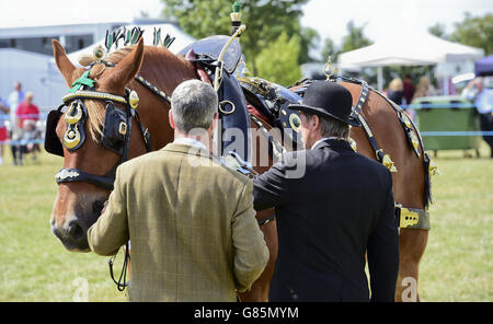 (530) Lagan Oswald è giudicato nella classe di imbracatura decorata all'Essex Heavy Horse & Country Show all'Orsett Showground, Essex. PREMERE ASSOCIAZIONE foto. Data immagine: Domenica 2 agosto 2015. Il credito fotografico dovrebbe essere: Ian West/PA Wire Foto Stock