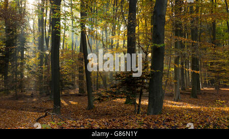 Foresta d'autunno, Overijssel, Twente, paesi bassi Foto Stock