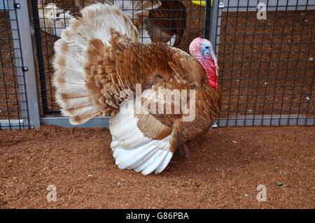 Profilo di un marrone e bianco addomesticato con la Turchia faccia blu e rosso graticcio camminando sul telone di massa. Foto Stock