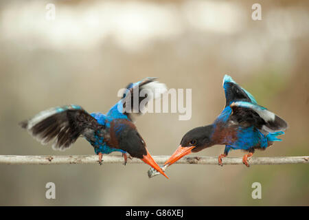 Due uccelli kingfisher sul ramo alimentare sui pesci Foto Stock