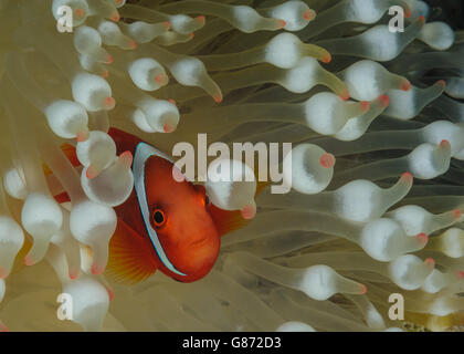 Clownfish nascondere in corallo, Malaysia Foto Stock