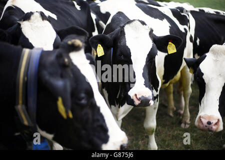 Le mucche pascolano in un campo prima di essere mungite in Home Farm vicino Sevenoaks. Foto Stock