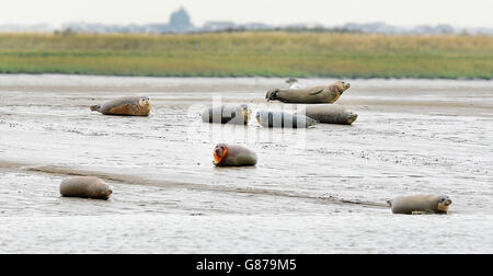 Un piccolo gruppo di foche riposano su pianure di fango a bassa marea, vicino all'Isola di Sheppey nell'estuario del Tamigi, come la Zoological Society di Londra contano le foche del porto che vivono nel Tamigi per meglio comprendere il loro numero. Foto Stock