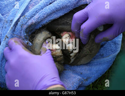 Melton la zebra ha i suoi denti rifilati al Blair Drummond Safari Park. Foto Stock