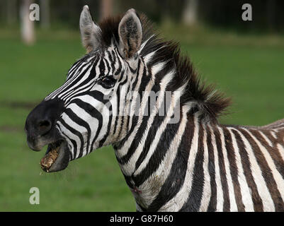 Melton la zebra recuperando da un sedativo un controllo di salute dove i suoi denti e zoccoli sono stati tagliati al Blair Drummond Safari Park. Foto Stock