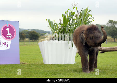 Baby Elefante asiatico Sam riceve un primo gigante torta di compleanno da custodi a ZSL Whipsnade Zoo nel Bedfordshire. Foto Stock