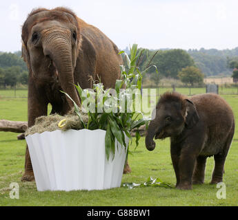 Bambino asiatico elefante Sam con la sua mamma Azizah come riceve una torta gigante di 1 ° compleanno dai custodi dello ZSL Whipsnade Zoo nel Bedfordshire. Foto Stock