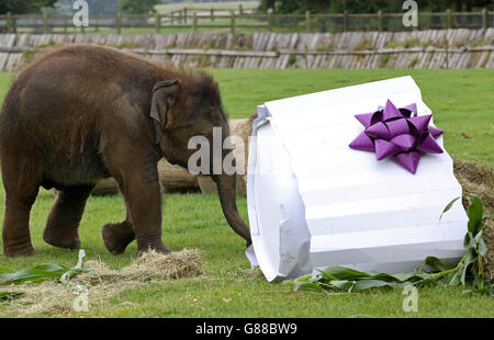 Baby Elefante asiatico Sam riceve un primo gigante torta di compleanno da custodi a ZSL Whipsnade Zoo nel Bedfordshire. Foto Stock