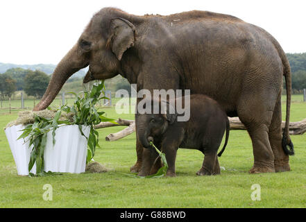 Bambino asiatico elefante Sam con la sua mamma Azizah come riceve una torta gigante di 1 ° compleanno dai custodi dello ZSL Whipsnade Zoo nel Bedfordshire. Foto Stock