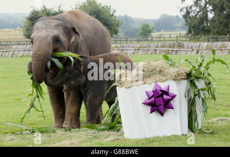 Bambino asiatico elefante Sam con la sua mamma Azizah come riceve una torta gigante di 1 ° compleanno dai custodi dello ZSL Whipsnade Zoo nel Bedfordshire. Foto Stock