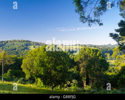 In mattinata il wilson River Valley, vicino federale, Nuovo Galles del Sud, Australia. Foto Stock