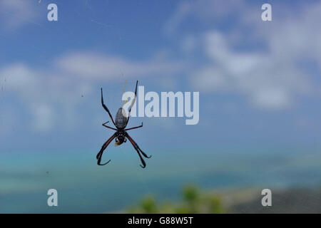 Spider vicino a Port du Sud-Est, Rodrigues Foto Stock