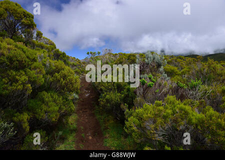 Trekking da La Plaine des Cafres Il Gîte de la Caverne Dufour al Piton du Neige, La Reunion, Francia Foto Stock