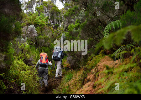 Trekking da La Plaine des Cafres Il Gîte de la Caverne Dufour al Piton du Neige, La Reunion, Francia Foto Stock