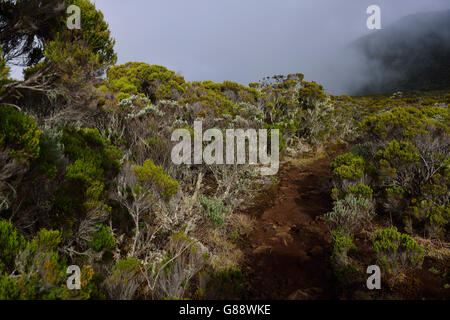 Trekking da La Plaine des Cafres Il Gîte de la Caverne Dufour al Piton du Neige, La Reunion, Francia Foto Stock