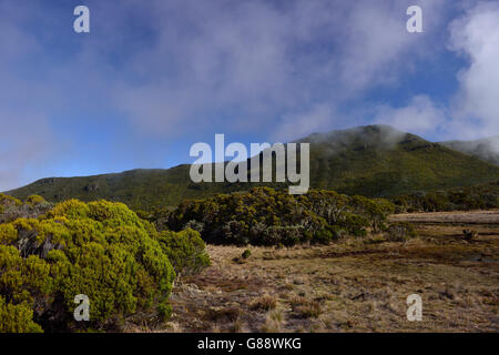 Trekking da La Plaine des Cafres Il Gîte de la Caverne Dufour al Piton du Neige, La Reunion, Francia Foto Stock