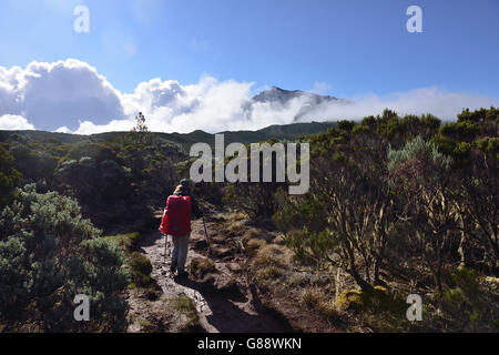 Trekking da La Plaine des Cafres Il Gîte de la Caverne Dufour al Piton du Neige, La Reunion, Francia Foto Stock