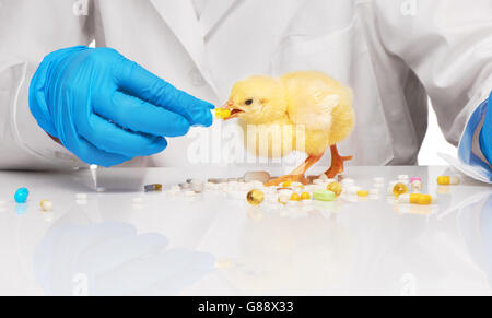 Piccolo giallo pollo getting pillola da veterinari mano su sfondo bianco Foto Stock