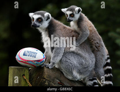 I lemuri con coda ad anello si divertono a giocare con una palla di rugby al Blair Drummond Safari Park vicino a Stirling in Scozia a sostegno della Coppa del mondo di rugby. Foto Stock