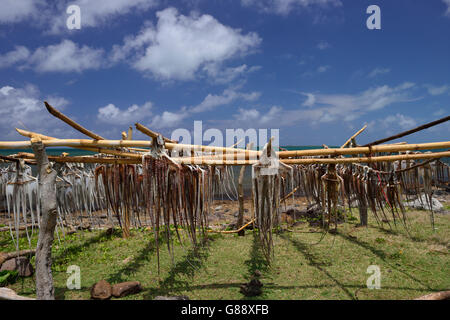 Tralicci per appendere il polpo a secco, polpo fisherwoman, Anse Baleine, Rodrigues Foto Stock