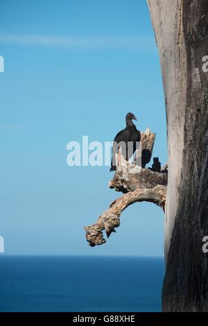 Avvoltoio nero sul ramo di albero morto, Costa Rica Foto Stock