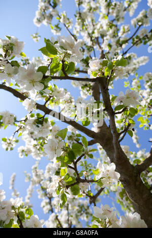 Fiori Ciliegio (Prunus sp.), Mostviertel, deve trimestre, Austria Inferiore, Austria, Europa Foto Stock