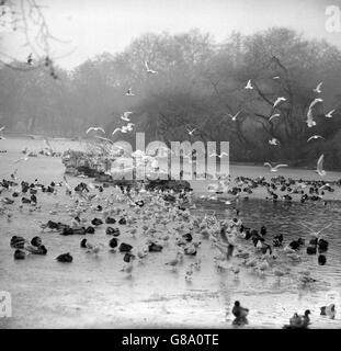 Gli uccelli acquatici nel St James's Park si riuniscono su un'area surgelata nel lago ghiacciato. Foto Stock