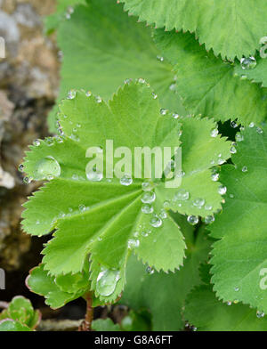 Signora manto di foglie - Alchemilla vulgaris con gocce di pioggia Foto Stock