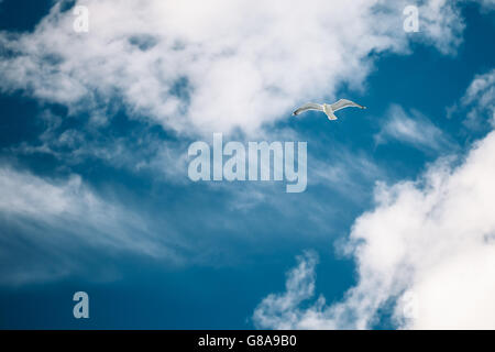Flying White Seagull nella soleggiata blu cielo nuvoloso. Copia dello spazio. Foto Stock