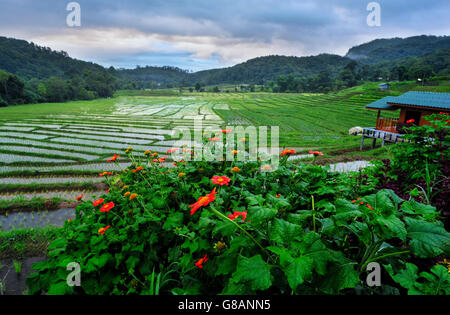 Allagate le risaie, Ban Mae Klang Luang, Chiang Mai, Thailandia Foto Stock