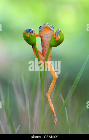 Iavan scorrevolezza Raganella salendo sulla pianta, Indonesia Foto Stock