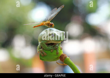 Dragonfly seduti sulla losca rana, Indonesia Foto Stock