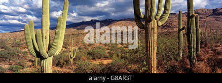 Parco nazionale del Saguaro, Arizona, Stati Uniti d'America Foto Stock